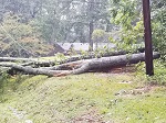 Storm damage fallen trees